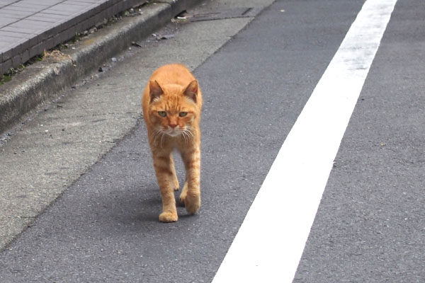 カブ　白線の内側