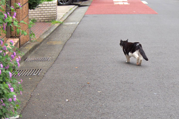 スズ　パパさんの車