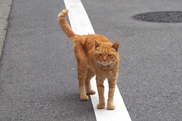 カブ　白線の上