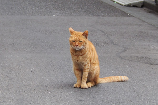 カブ　道路に出てきてお座り