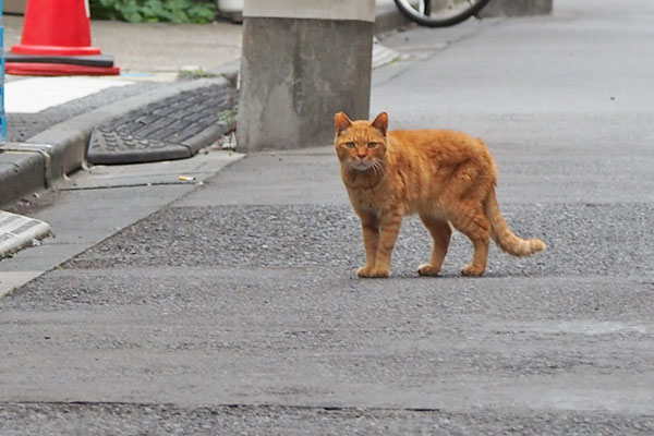 カブ　切ない見送り