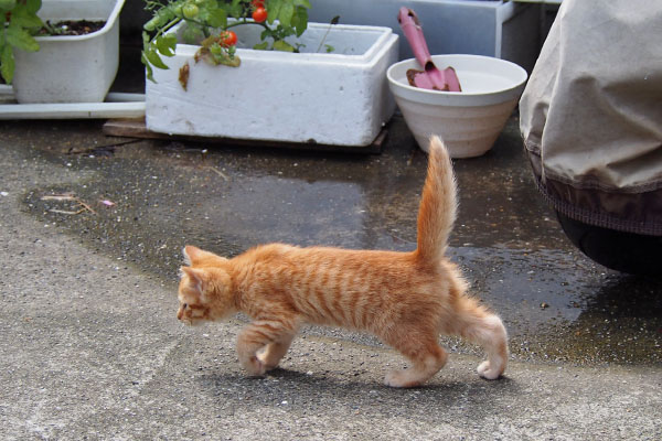 茶トラ仔猫　しっぽを上げて前進