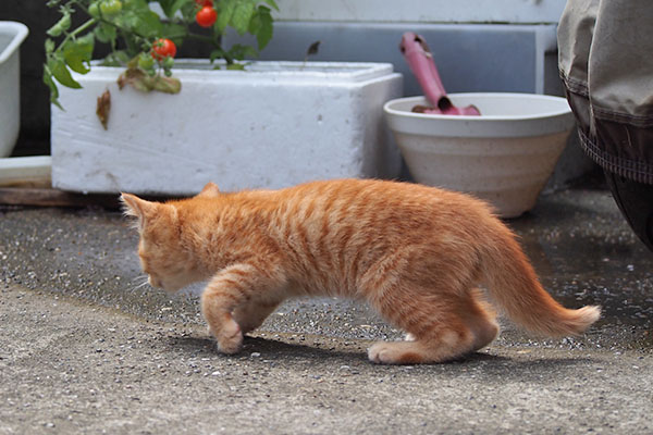 茶トラ仔猫　ちょい警戒