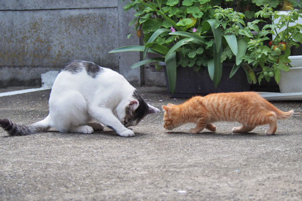 しろまるの近くへ行った茶トラ仔猫君