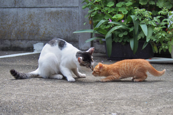 しろまると茶トラ仔猫　挨拶