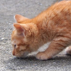 ginger kitten sniff