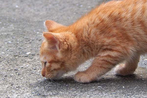 ginger kitten sniff