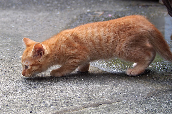 茶トラ仔猫必死でくんかくんか