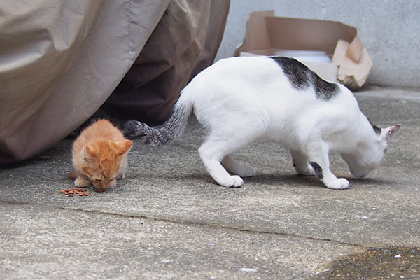 仔猫カリカリゲット　兄猫譲る