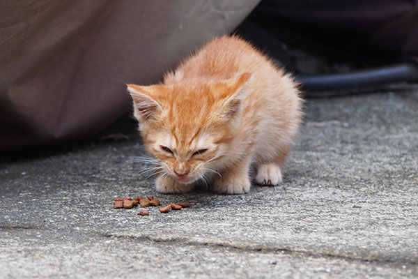 茶トラ仔猫　食べる