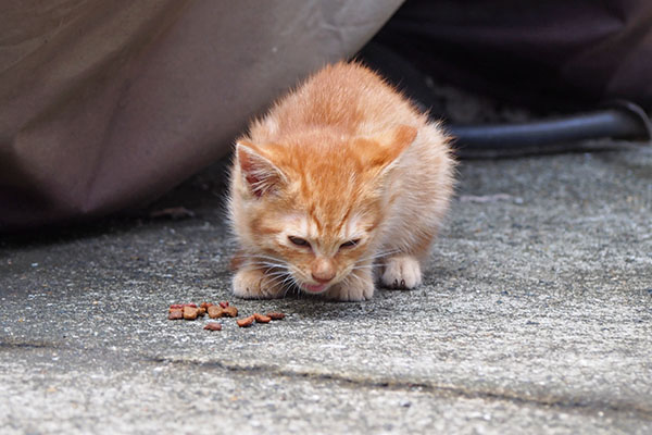 茶トラ仔猫　食べる２