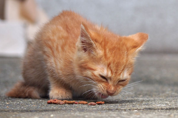 茶トラ仔猫　食べる　目を閉じ気味