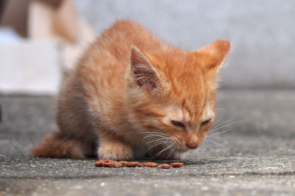 ginger kitten eats dryfood