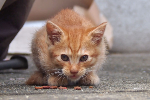 茶トラ仔猫　食べる　こっち見る