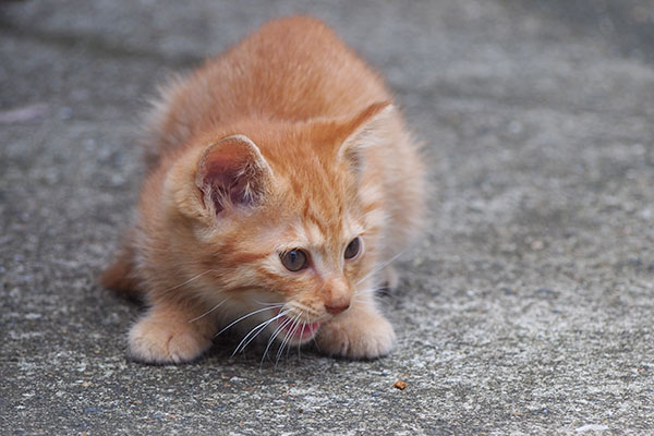 茶トラ仔猫　食べ終わる