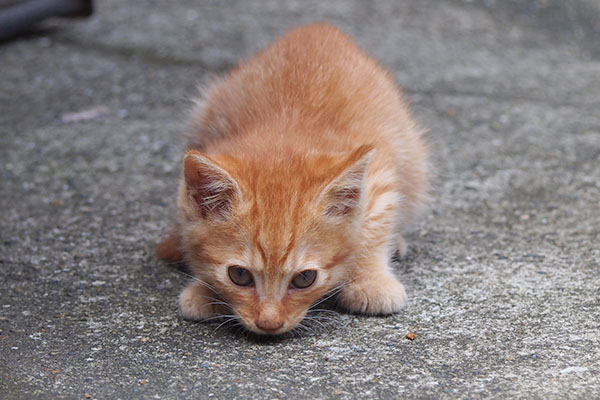 茶トラ仔猫　地面の匂いを嗅ぐ