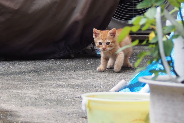 茶トラ仔猫　シュッ