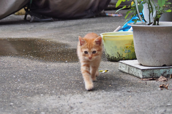 茶トラ仔猫　トトト