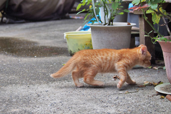 茶トラ仔猫　一旦隠れる