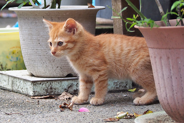 茶トラ仔猫　出て来た