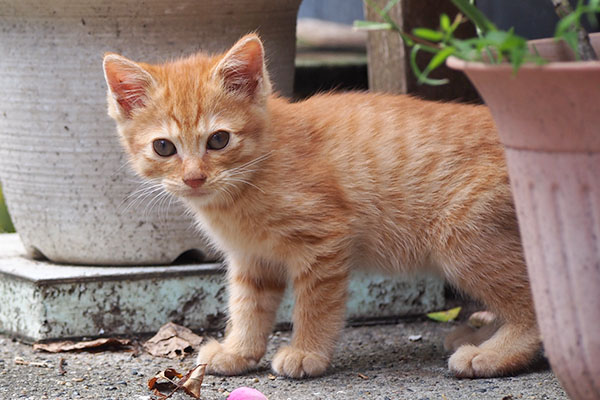 茶トラ仔猫　ボクちんトラになるよ