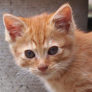 ginger kitten face closeup