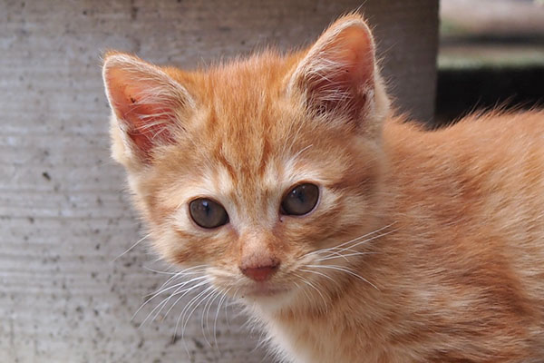 ginger kitten face closeup