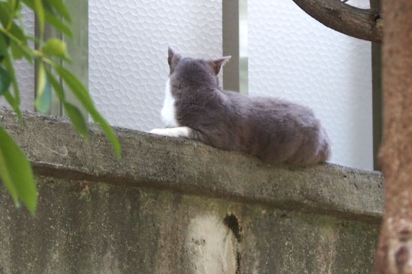 レックス　今シャッター音が