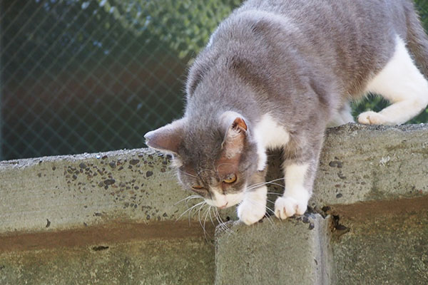 レックス　今行きます