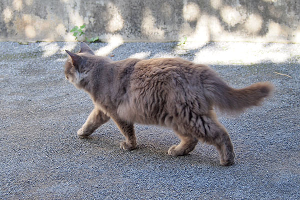 マフ　すんすん進む