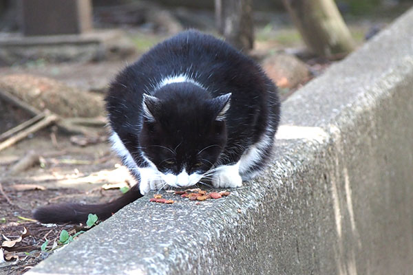 ポチ　食事中