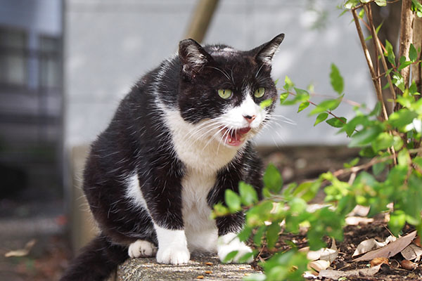 ポチ　食後