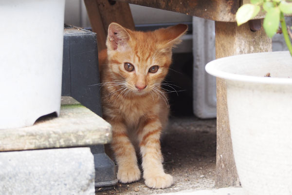 茶トラ仔猫君　棚の下２