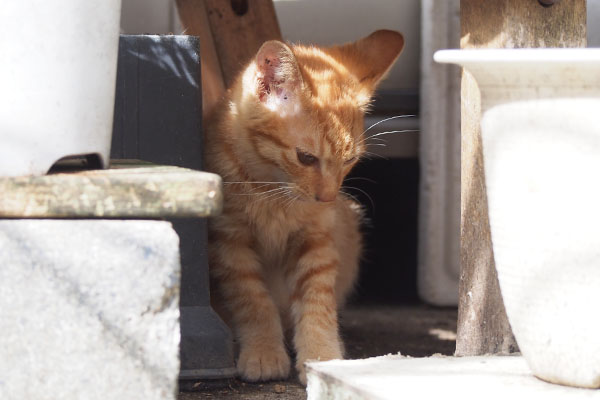 茶トラ仔猫君　棚の下