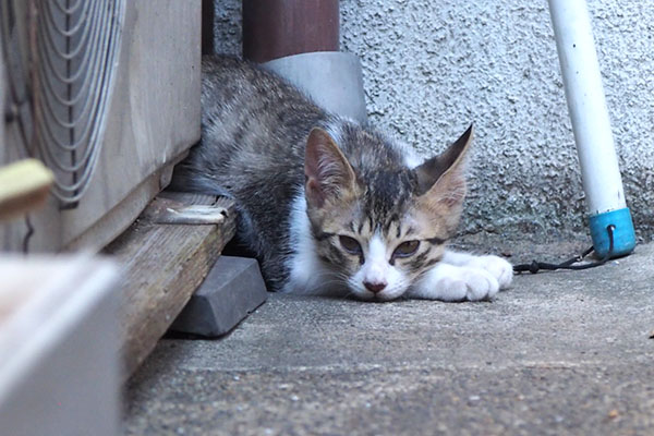 クー太　やっぱり眠いらしい