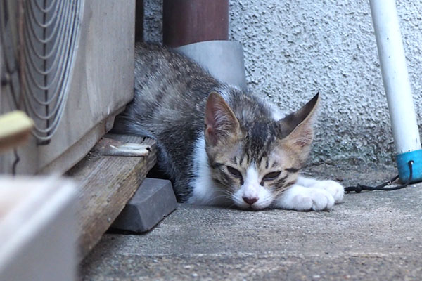 クー太　寝ちゃいそう