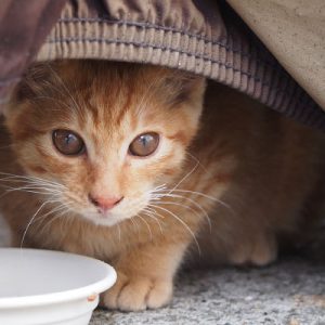 ginger kitten face