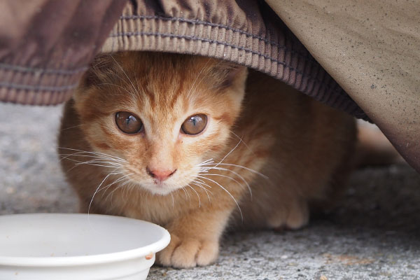 ginger kitten face