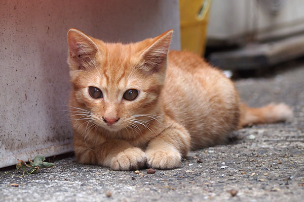 茶トラ仔猫君　伏せて２