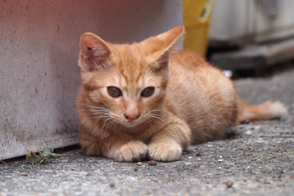 茶トラ仔猫君　伏せて