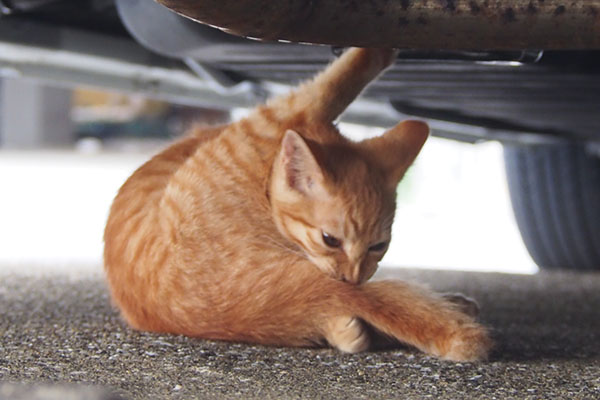 茶トラ仔猫君　車の下