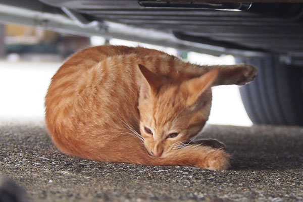 茶トラ仔猫君　車の下２