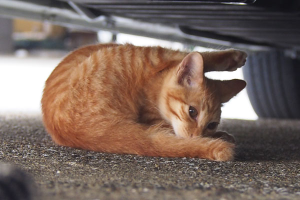 茶トラ仔猫君　車の下３