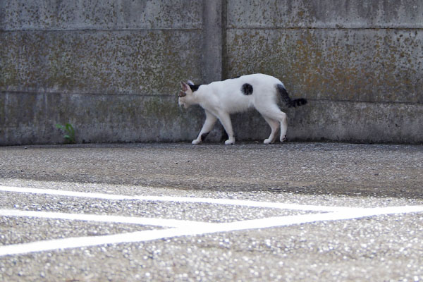 しろまる　壁際を歩く