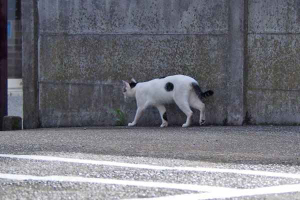 しろまる　進む