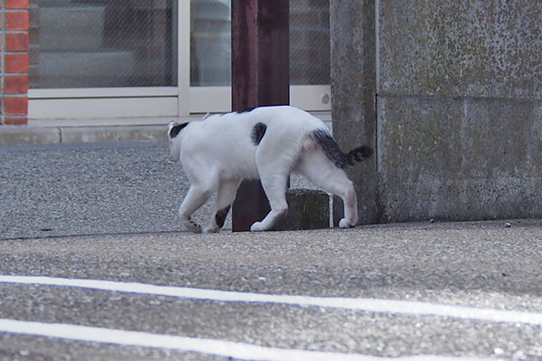 しろまる　右見てる