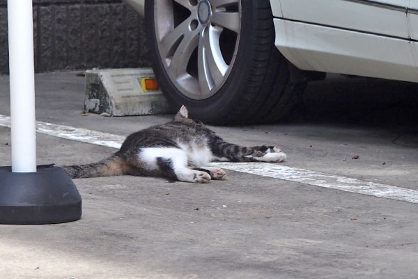 アシメ　寝てるんか