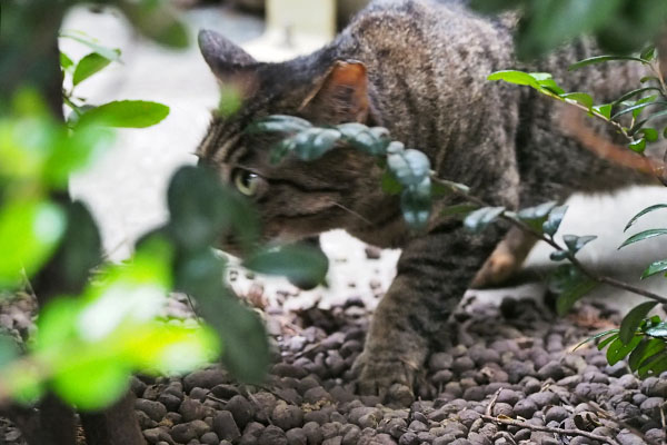 プリマ　知らんヒトにゃ