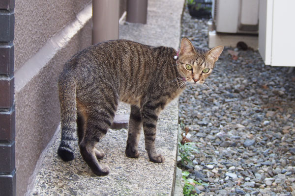 らい太　ほんじゃまお隣へ