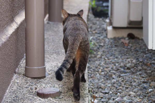 らい太　すたすた